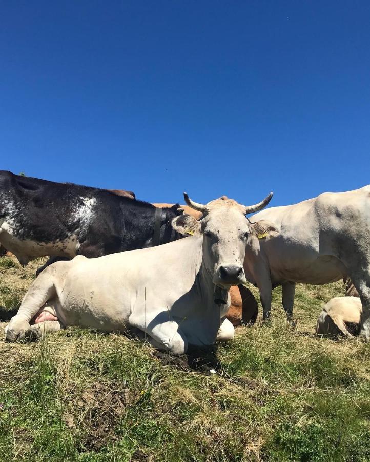 Ferienwohnung Morgentau Am Rande Der Wildnis Sibratsgfäll Dış mekan fotoğraf
