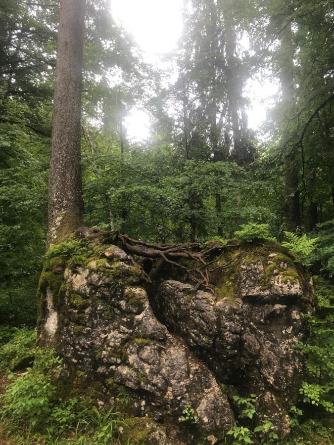 Ferienwohnung Morgentau Am Rande Der Wildnis Sibratsgfäll Dış mekan fotoğraf